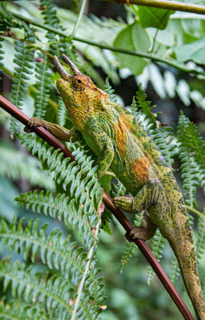 Iguana at the Rwenzori National Park
