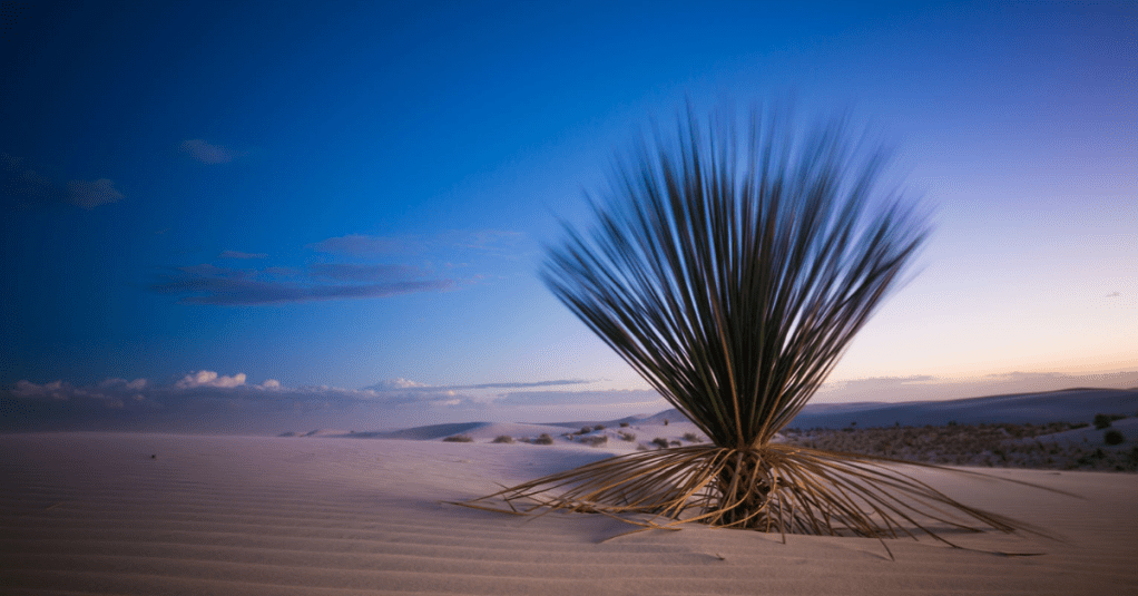 Yucca plant in white sands national park new mexico