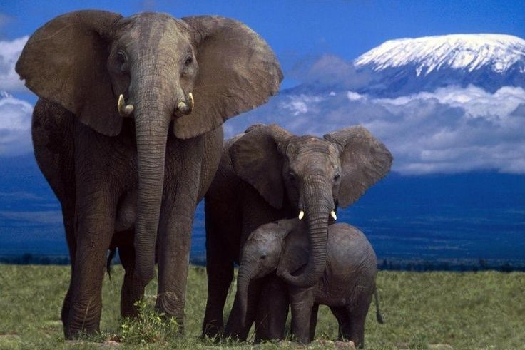 Elephant Family at Amboseli National Park Kenya Africa