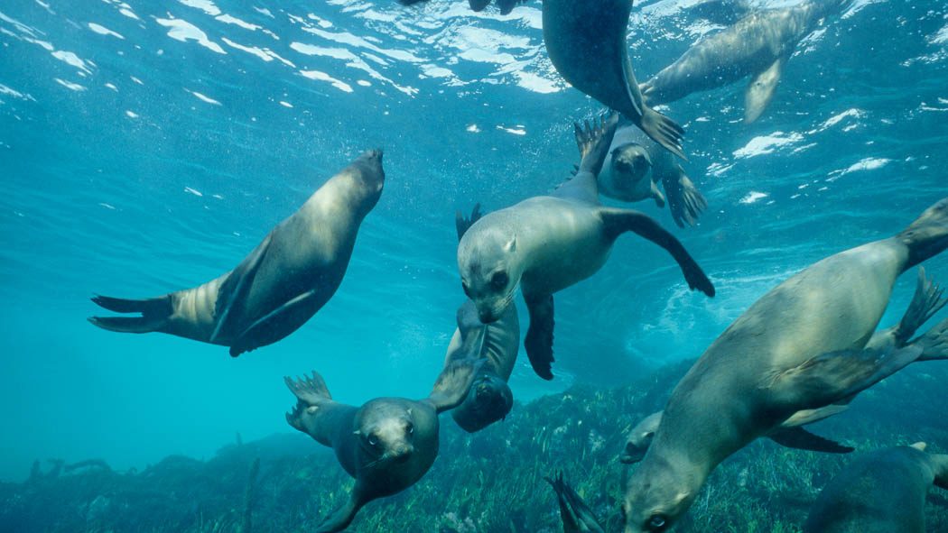 sea lions play off the coast of the Channel Islands