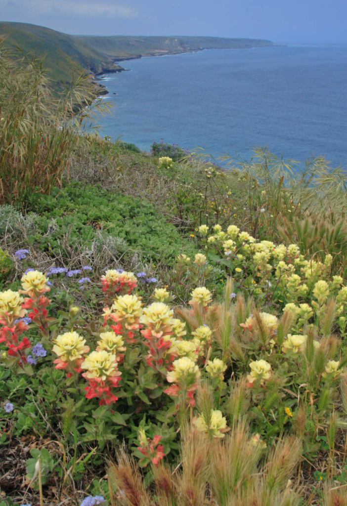 Coastal Indian paintbrush - Santa Rosa Island