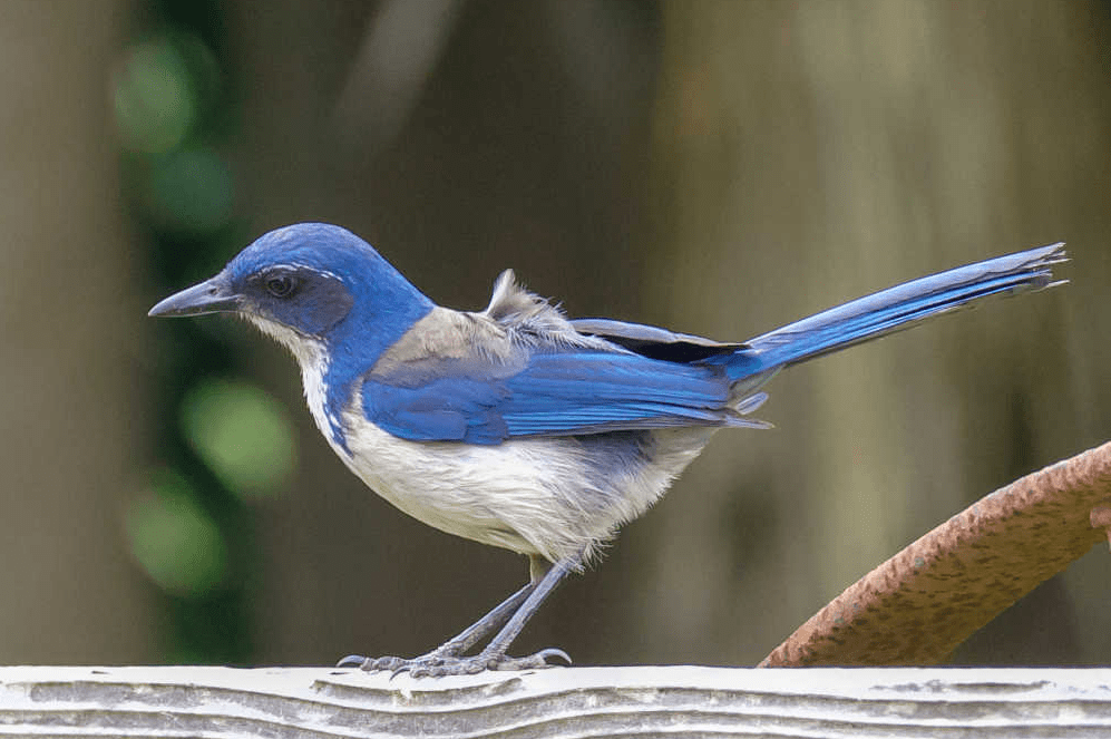 Island scrub Jay
