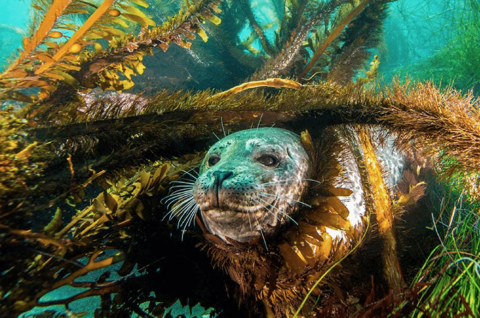 Seal plays Peek-a-boo in the kelp forests off Santa Rosa.