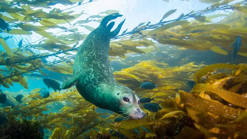 Seal frolics in the waters surrounding Anacapa Islands.
