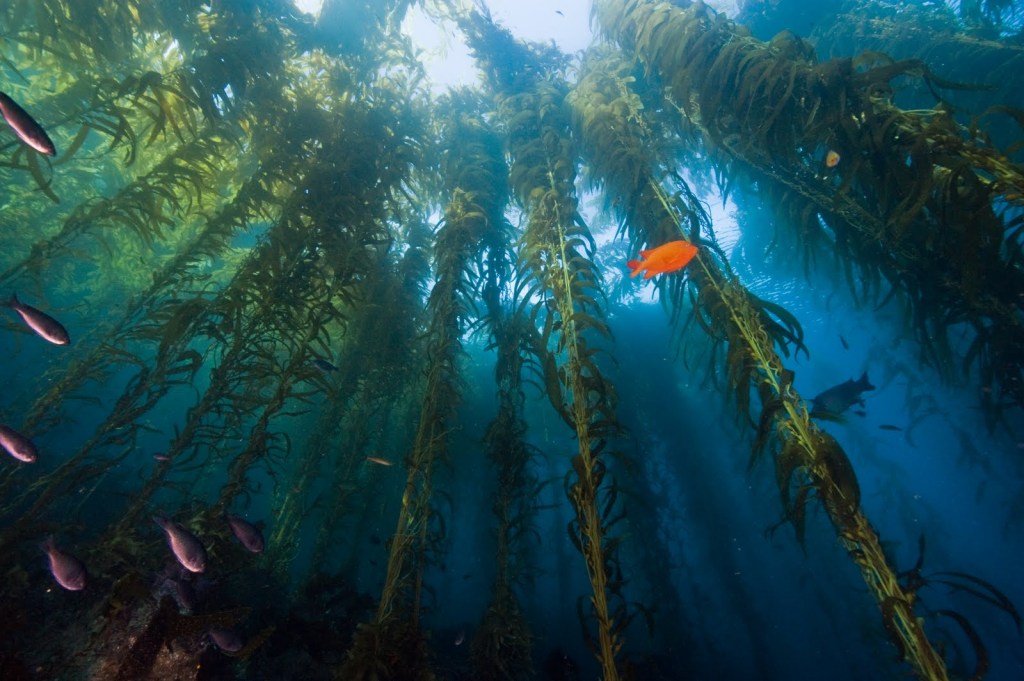 Kelp Forests - Channel Islands