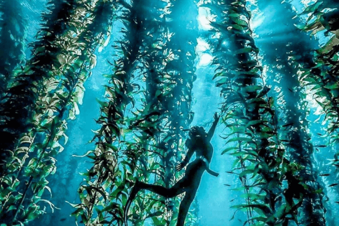 Snorkeling in the kelp forests