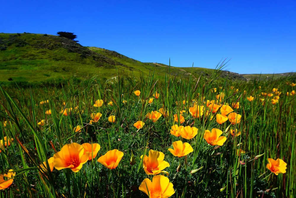 California poppies on Santa rosa island