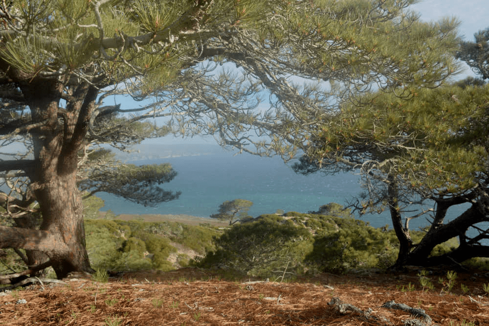 Torrey Pines - Santa Rosa Island
