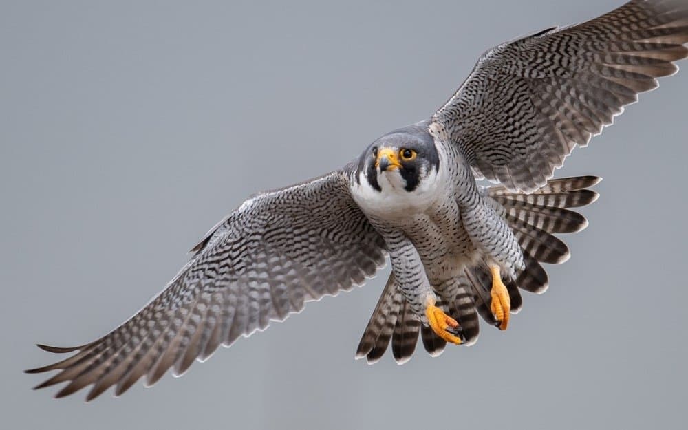 Peregrine Falcon flying at Devils Tower National Monument Wyoming