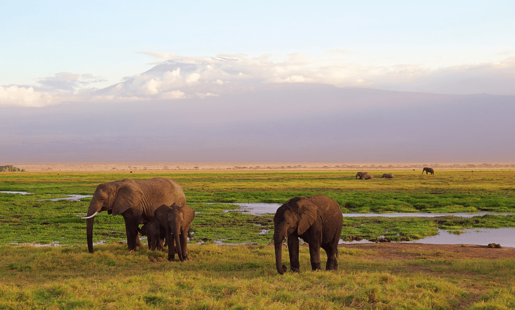 Elephants at Kilimanjaro