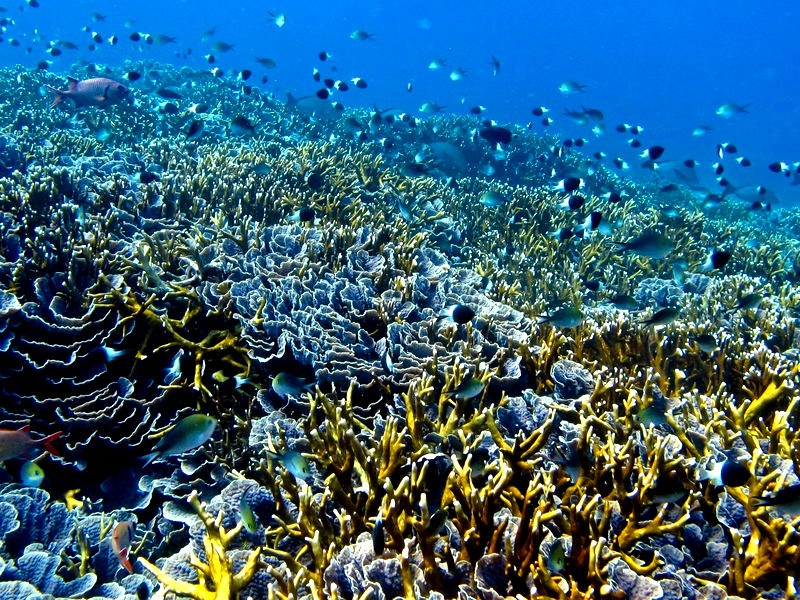 Mafia island coral reef