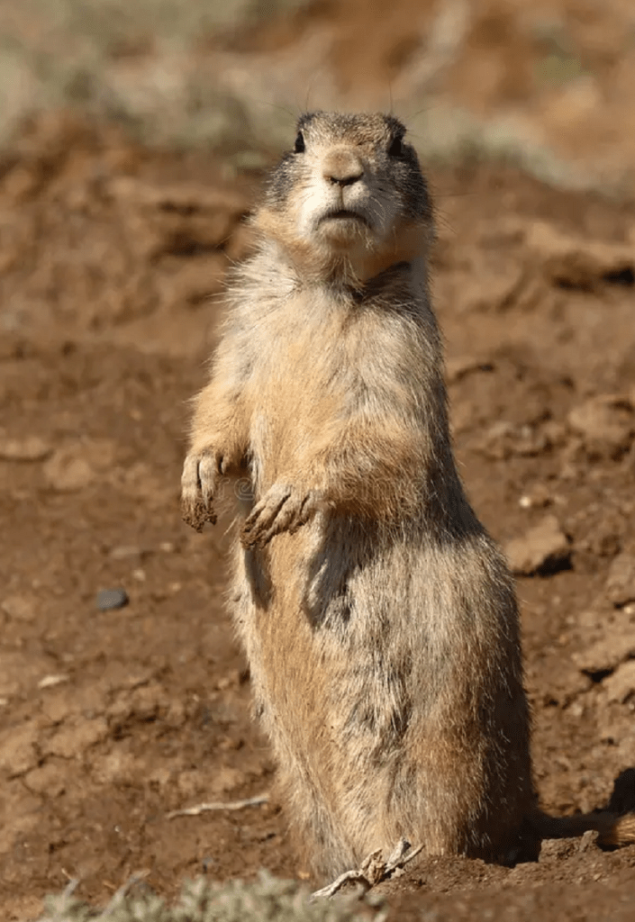 Prairie Dog at Devils Tower National Monument WY