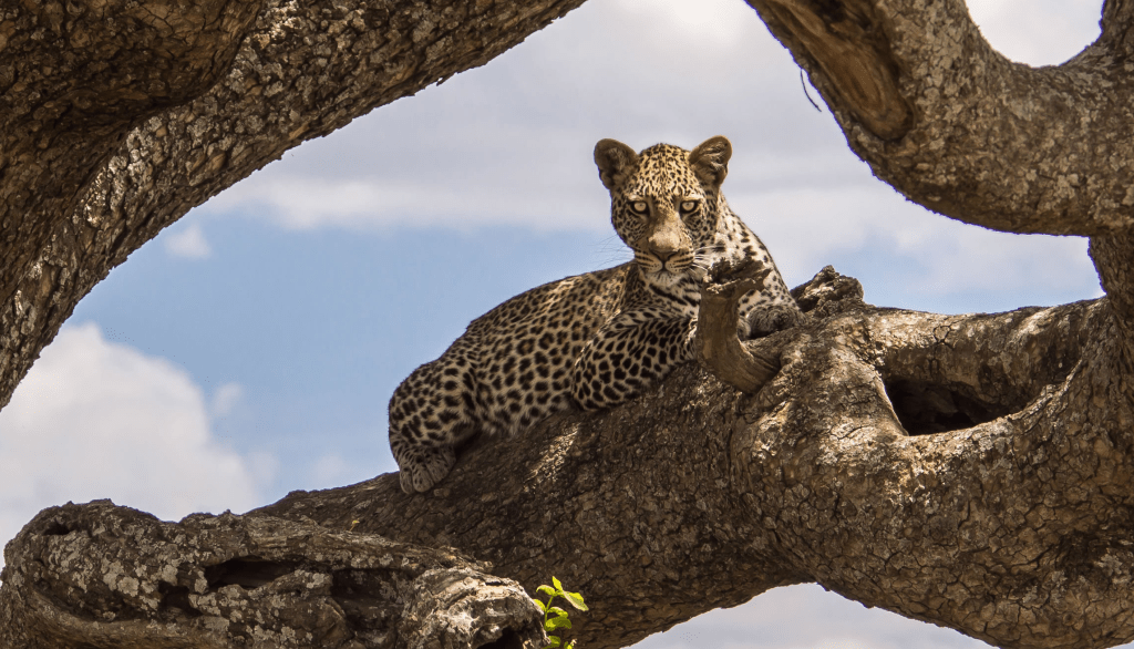 Serengeti Park Leopard
