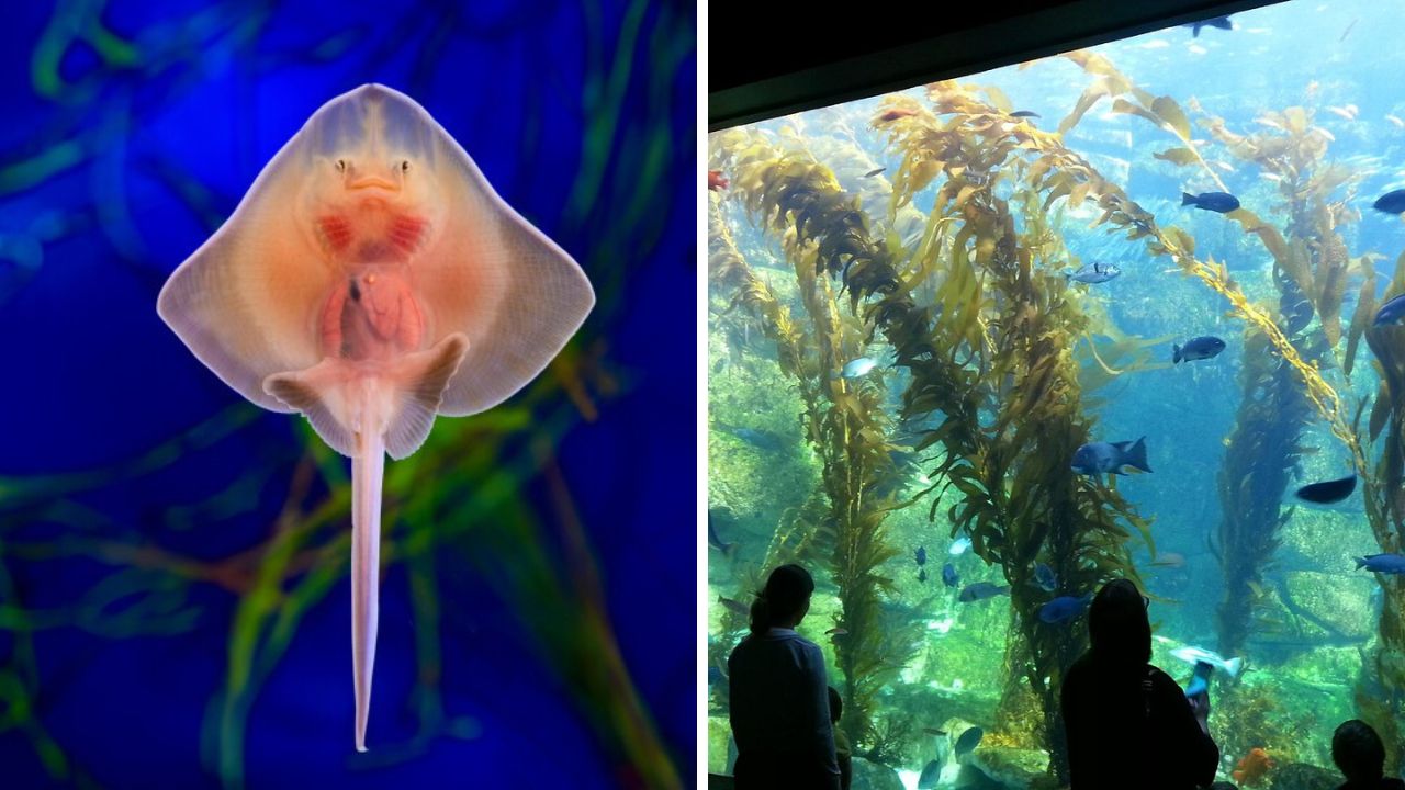 Birch Aquarium La Jolla