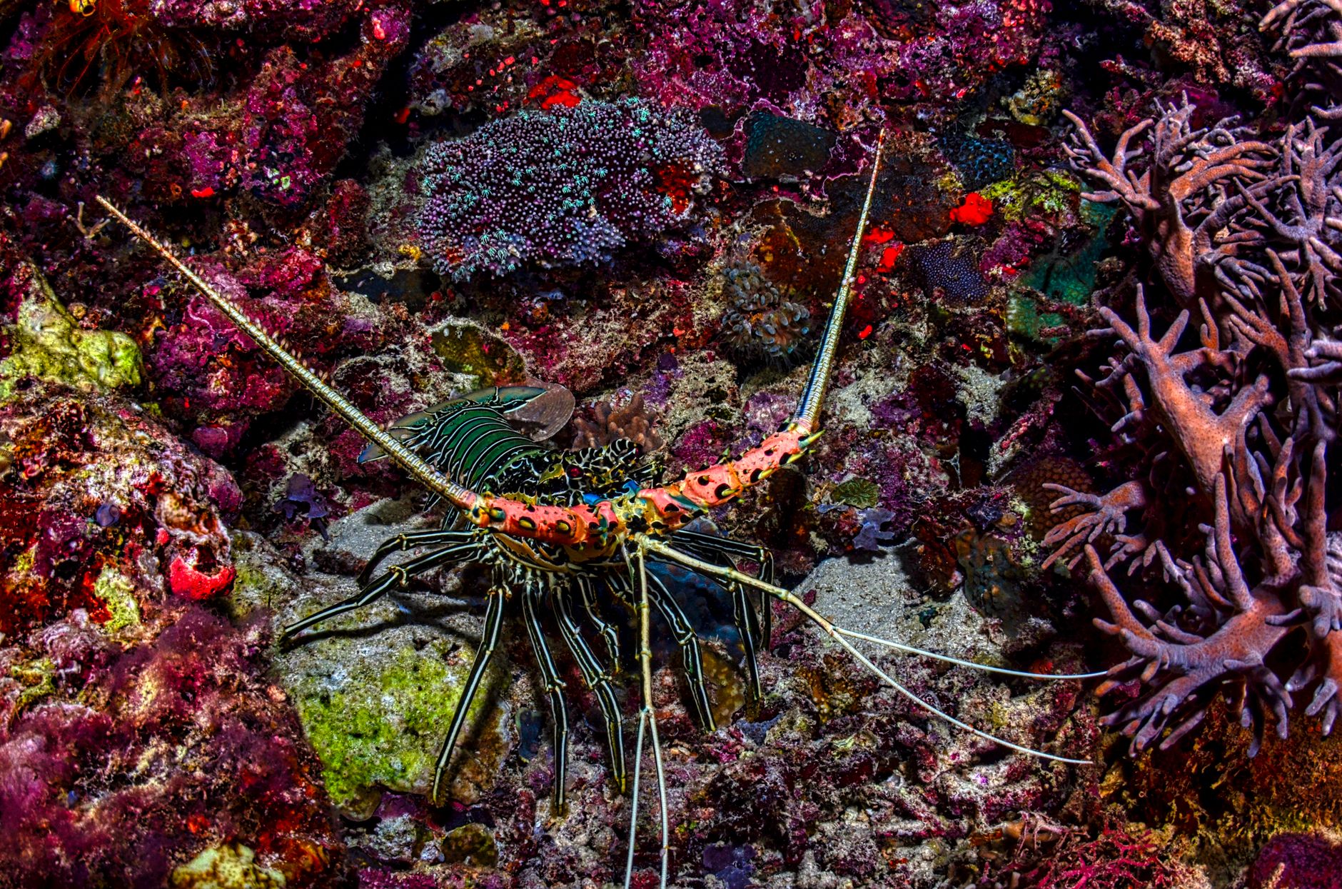 Zanzibar Archipelago Coral Reef Photo by Tom Fisk on Pexels.com