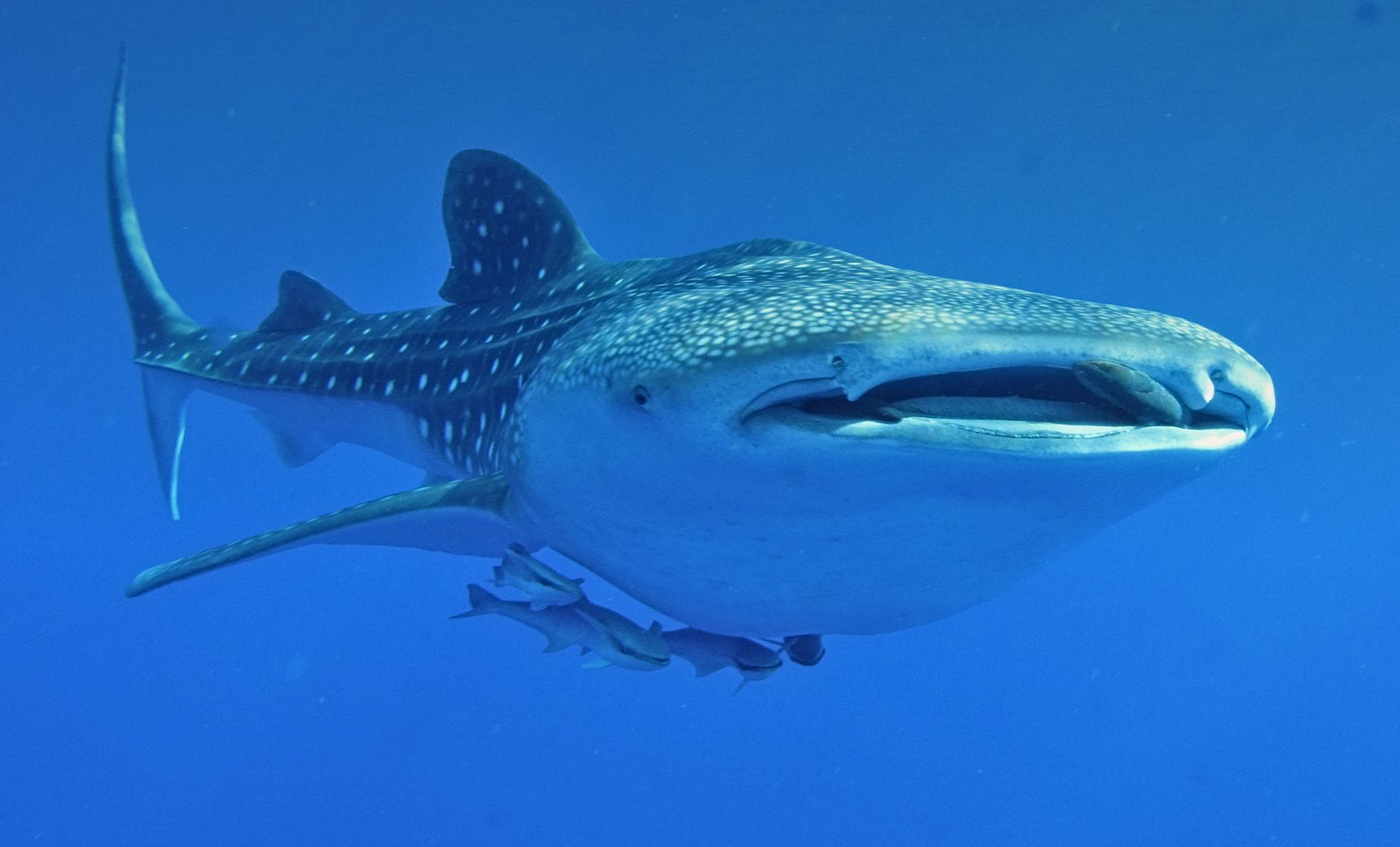 Mafia Island Whale Shark : Photo by Derek Keats